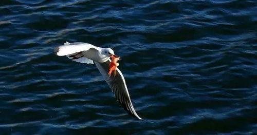 天津海鸥爆料事件视频曝光,事件真相引发公众关注